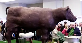 ৫৫০ কেজি চকলেটের গরুর ভাস্কর্য!